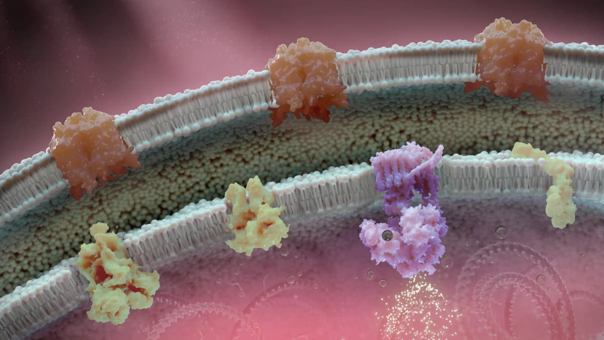 Molecular visualization showing cellular membrane and protein interactions